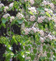 Tropical Seeds- 40 Heirloom SEEDS -Dragon Tree! Paulownia fortunei - £3.98 GBP