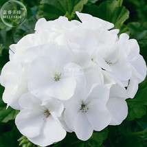 Geranium Maverick White Perennial Flower Seeds 10 Seeds Striking Pure Wh... - £8.66 GBP