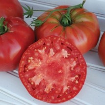 BEST 50 Seeds Easy To Grow Beefy Boy Tomato Hybrid Vegetable Tomatoes - $10.00