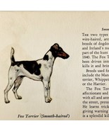 Fox Terrier Smooth 1939 Dog Breed Art Ole Larsen Color Plate Print PCBG17 - $40.83 CAD
