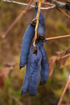 Sale 7 Seeds Blue Sausage Fruit Edible &amp; Ornamental Decaisnea Fargesii Tree Shru - £7.91 GBP