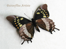 Papilio Warscewiczii RARE Very Bizarrely Butterfly Framed Entomology Shadowbox  - $58.99