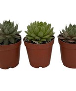 Hens Chicks 3 Different Plants Sempervivum Great House Plant 2 inch Pots - $25.98