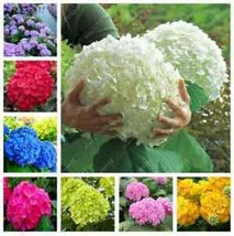 SEPTH (10) Hydrangea Seeds Perennial Flower Garden Bush Plant W/Track - £6.64 GBP