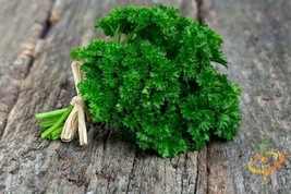 HGBO Parsley Triple Curled Herb 200 Seeds  Usps From US - £6.89 GBP