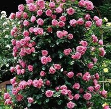 100PCS Pink European Rose Climbing Flower Seeds* Easy To grow - £4.72 GBP