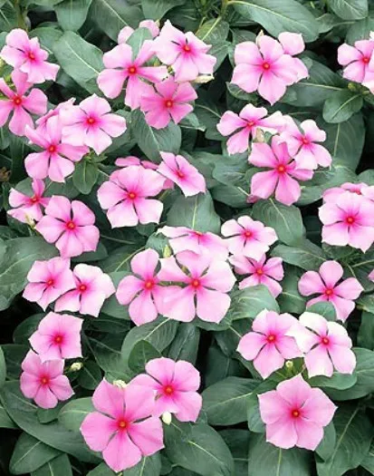 Pink Vinca Pink Periwinkle Flower 50Ct Fresh Seeds - £9.82 GBP