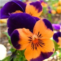 Hot New 24 colors 100 pcs/pack Mexican pansy seeds Wavy Viola Tricolor Flower Se - £4.87 GBP