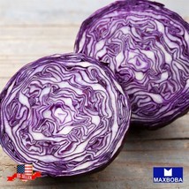 Cabbage 50 Fresh Seeds Mammoth Red Rock Garden Us Seller - $3.98