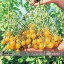 100 Seeds Trusses Ildi Yellow Cherry Tomato Tasty Pear Shaped Fruit Gardening US - $7.22