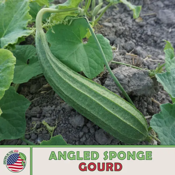 10 Dark Green Long Wax Gourd Seeds Heirloom Non Gmo Fresh Garden Beautiful - $10.78
