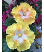 SRN 20 Yellow White Hibiscus Seeds Flowers Flower Seed Perennial Bloom G... - $424.36 MXN