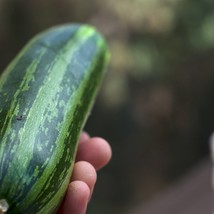 Vegetable Seeds Cocozelle Zucchini Squash 20 Seeds Fresh Seeds From US - £12.45 GBP