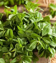 Fenugreek Herb Curry Powder Fresh Fast Shipping - $73.88 MXN