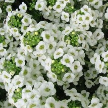 VP Alyssum Sweet Dwarf Royal Carpet 4&quot;  Perennial Non-Gmo 1000 + Seeds - £5.00 GBP