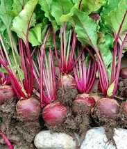 400+ Seeds Beetroot Detroit Dark Red Beet(Beta vulgaris) Vegetable Free ... - $3.01 CAD