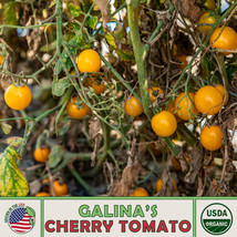 LWSTORE 10 Galina&#39;S Cherry Tomato Seeds Organic Nongmo Genuine USPS Shipping - £6.92 GBP