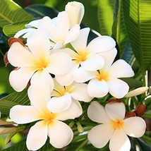 2 Frangipani White Plumeria Cuttings Hawaiian C2 Unrooted Easy to Grow Kanoa Haw - £39.07 GBP