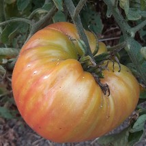 Organic Pineapple Tomato New Fresh Seeds - £7.31 GBP