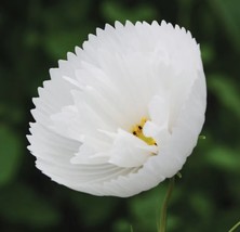 25 Seeds Per Packet Cosmos Cupcake White Non-GMO - $7.90