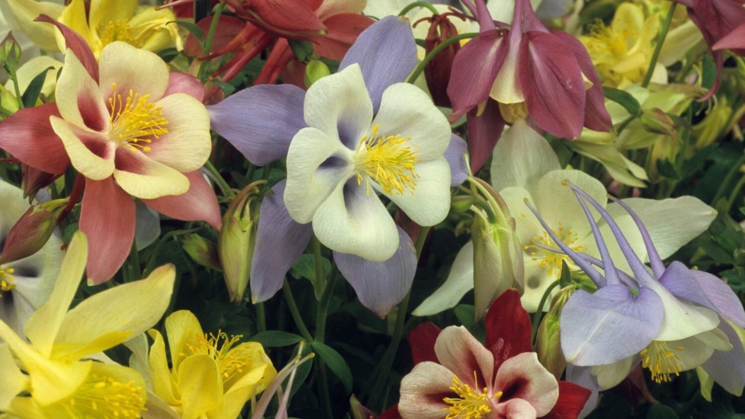 Aquilegia seeds - 60 seeds- code 023 Item image 2