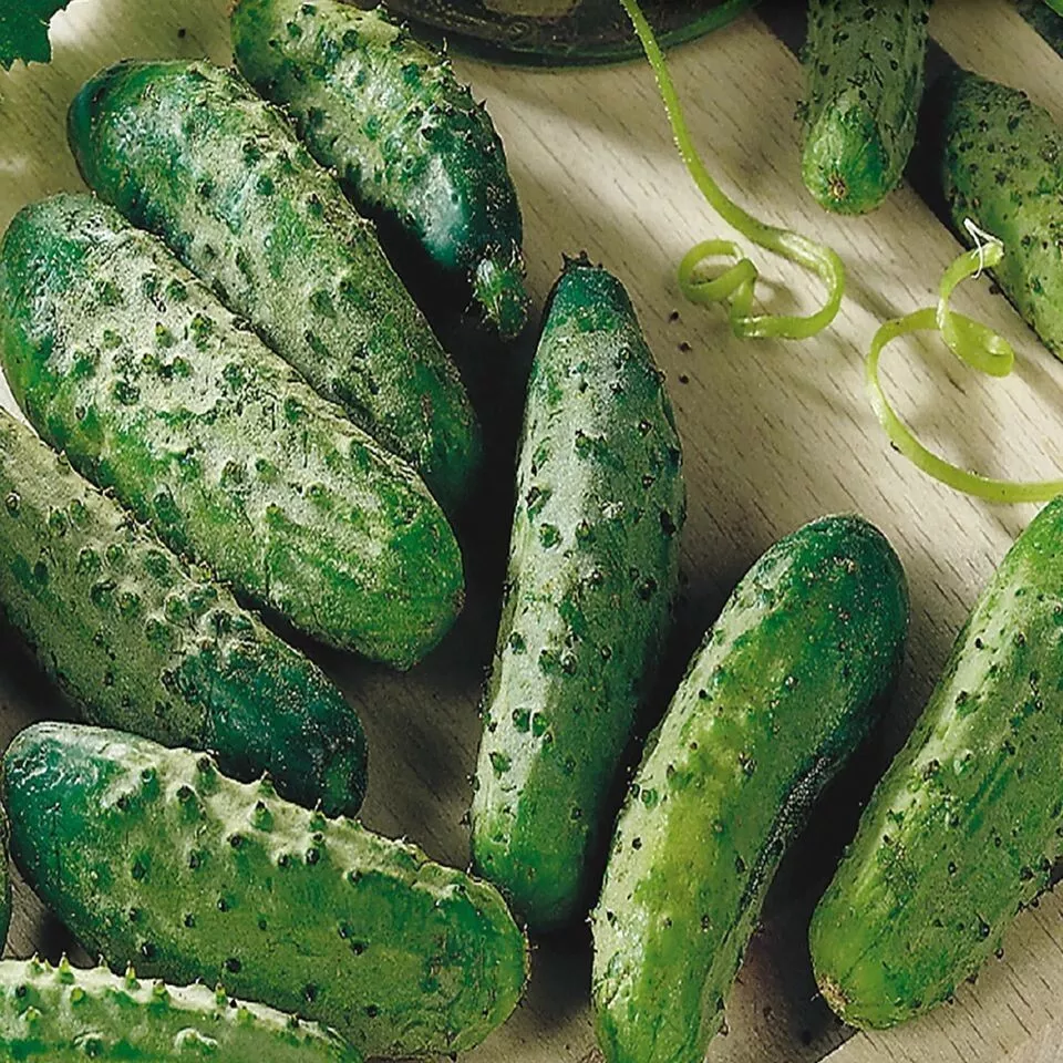25 Seeds Montana Cucumbers 52 Day Harvest Vegetable Garden - £7.80 GBP
