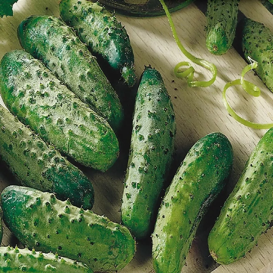 25 Seeds Montana Cucumbers 52 Day Harvest Vegetable Garden - $9.77