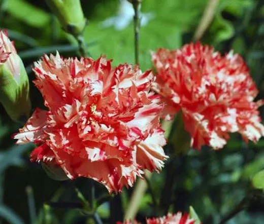 Carnation Chabaud Avranchin Dianthus Caryophyllus 20 Fresh Seeds - £19.16 GBP