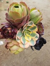 Aeonium Cuttings ( 8 Different kinds) - $38.99