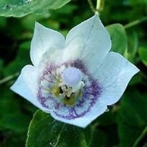 30 Velvety Vining Codonopsis Clematidea Lilac Eyes Flower Seeds Fresh USA Fast S - £15.81 GBP