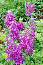 25 Purple Hoary Stock Seeds Cottage Garden Beautiful Fragrant Flowers - $4.99