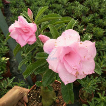 Adenium Purely Pink Desert Rose with Sweet Perfume Bonsai Seeds 2pcs Heirloom 5  - £7.88 GBP