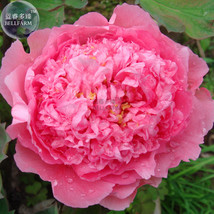 Rose Pink Peony Shrub Flowers Seeds 4-layer outer petals big ball inner centre b - £5.41 GBP