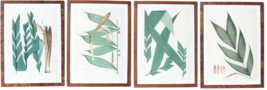 Joao Barbosa Rodrigues Lot of 4 Palm Tree Field Drawings Framed Original - £975.26 GBP
