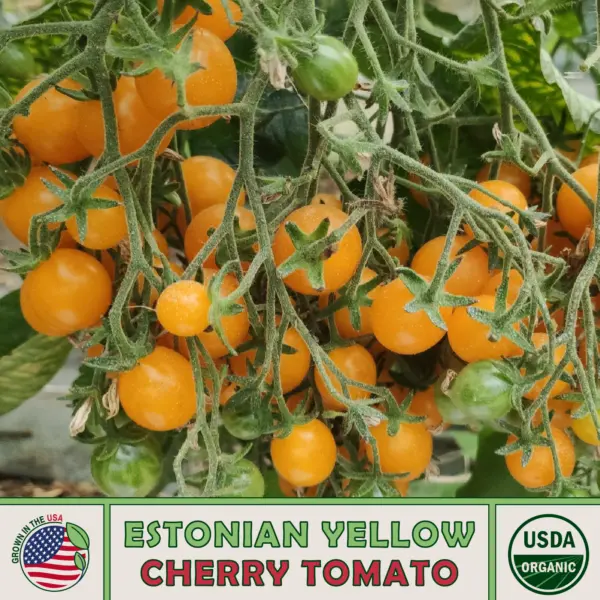 10 Dancing With Smurfs Cherry Tomato Seeds Organic Non Gmo Fresh Garden ... - £11.86 GBP
