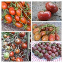 Black Tomato Package - Tomato Sortiment - 5 varieties - 50+ seeds - V 183 - £9.19 GBP