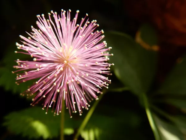 Herb &quot;Shy Flower&quot; Mimosa Pudica Sensitive Plant 50+Seeds Fresh Garden Beautiful - £6.05 GBP