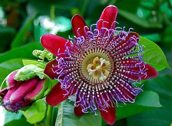 Passiflora quadrangularispassion fruit