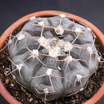 10 pcs Gymnocalycium Prochazkianum Seeds Rare Cactus Succulent Plants FROM GARDE - £7.32 GBP