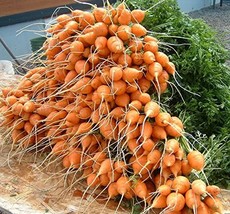 HeirloomSupplySuccess 50 Heirloom Parisian Carrot Seeds - £2.36 GBP