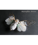 Ayuthia Spectabilis White Ghost Cicada Taxidermy Framed Entomology Shado... - €66,49 EUR