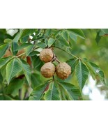 PSA 2 Buckeye Tree Seeds For Planting State Tree Of Ohio Aesculus Glabra... - €17,65 EUR PSA 2 Buckeye Tree Seeds For Planting State Tree Of Ohio Aesculus Glabra... - €17,65 EUR