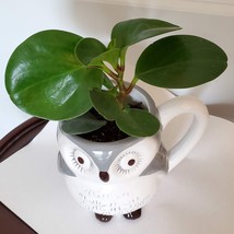 Gray Owl Mug & House Plant, Green Peperomia, Peperomia Obtusifolia, Mug Planter image 3