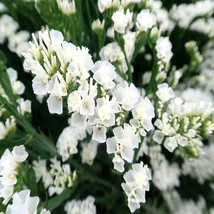 300 Seeds White Limonium Sinuatum Beautiful - $14.11