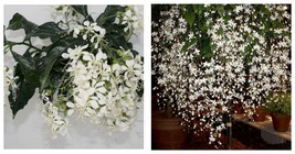 Starter Plant Clerodendrum Wallichii**Bridal Veil Rare Stunning White Blooms! - £12.60 GBP
