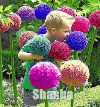 Fresh New Seeds 100Pcs Giant Allium Giganteum Seeds Colorful Flowers - $12.16
