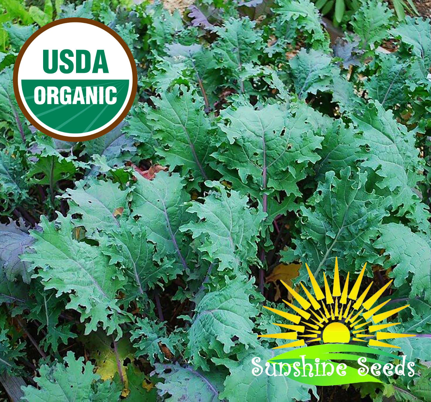 Red Russian Kale Seeds (200) / ORGANIC / FLORIDA GROWN / HEIRLOOM - $12.39