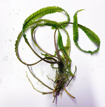 BUY 2 GET 1 FREE CRYPTOCORYNE BALANCAE 1 PLANT - Live Plants Super Price... - £7.81 GBP