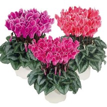 15 Seeds Cyclamen Bisous Mix Cyclamen Seeds - £30.95 GBP