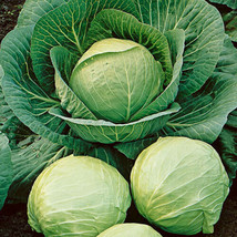 SR12Store 250 Early Round Dutch Cabbage Seeds Fresh Harvest Gardens US Product - £6.47 GBP